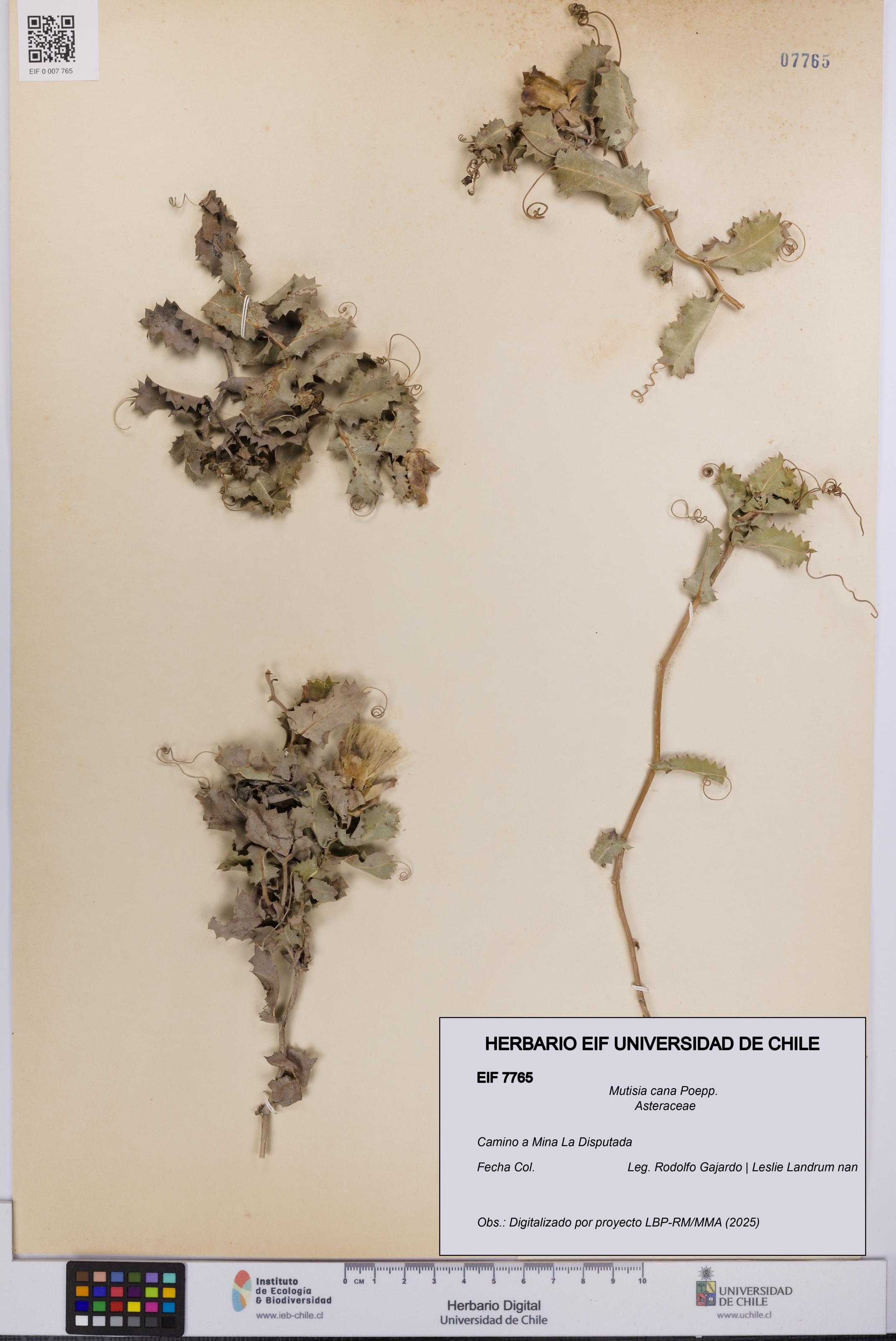 Mutisia cana [Espécimen: UCH:EIF:0007765]