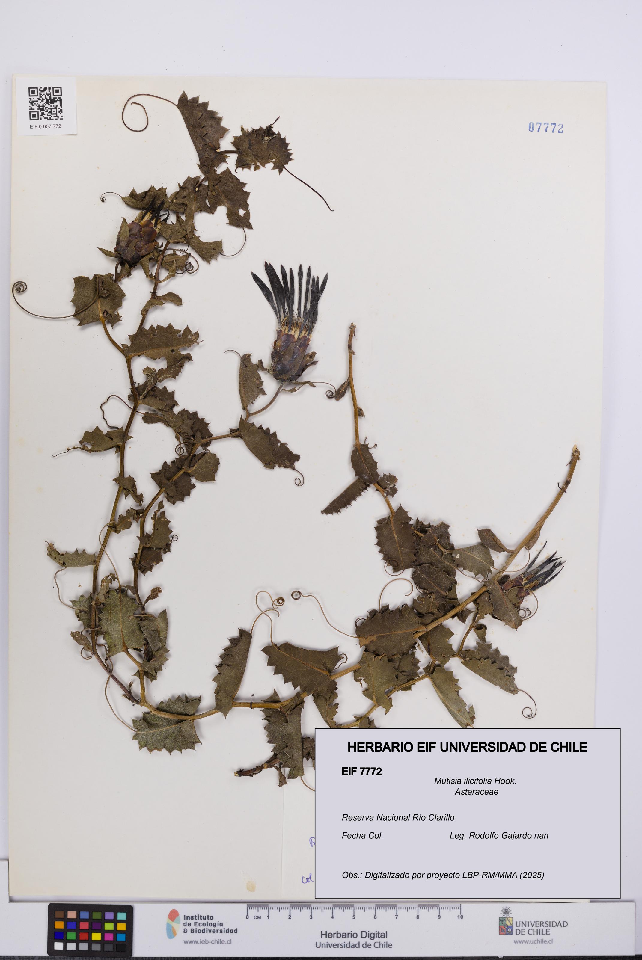 Mutisia ilicifolia [Espécimen: UCH:EIF:0007772]