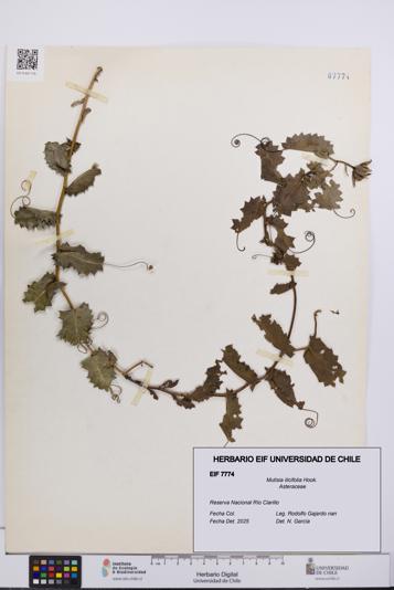 Mutisia ilicifolia [Espécimen: UCH:EIF:0007774]