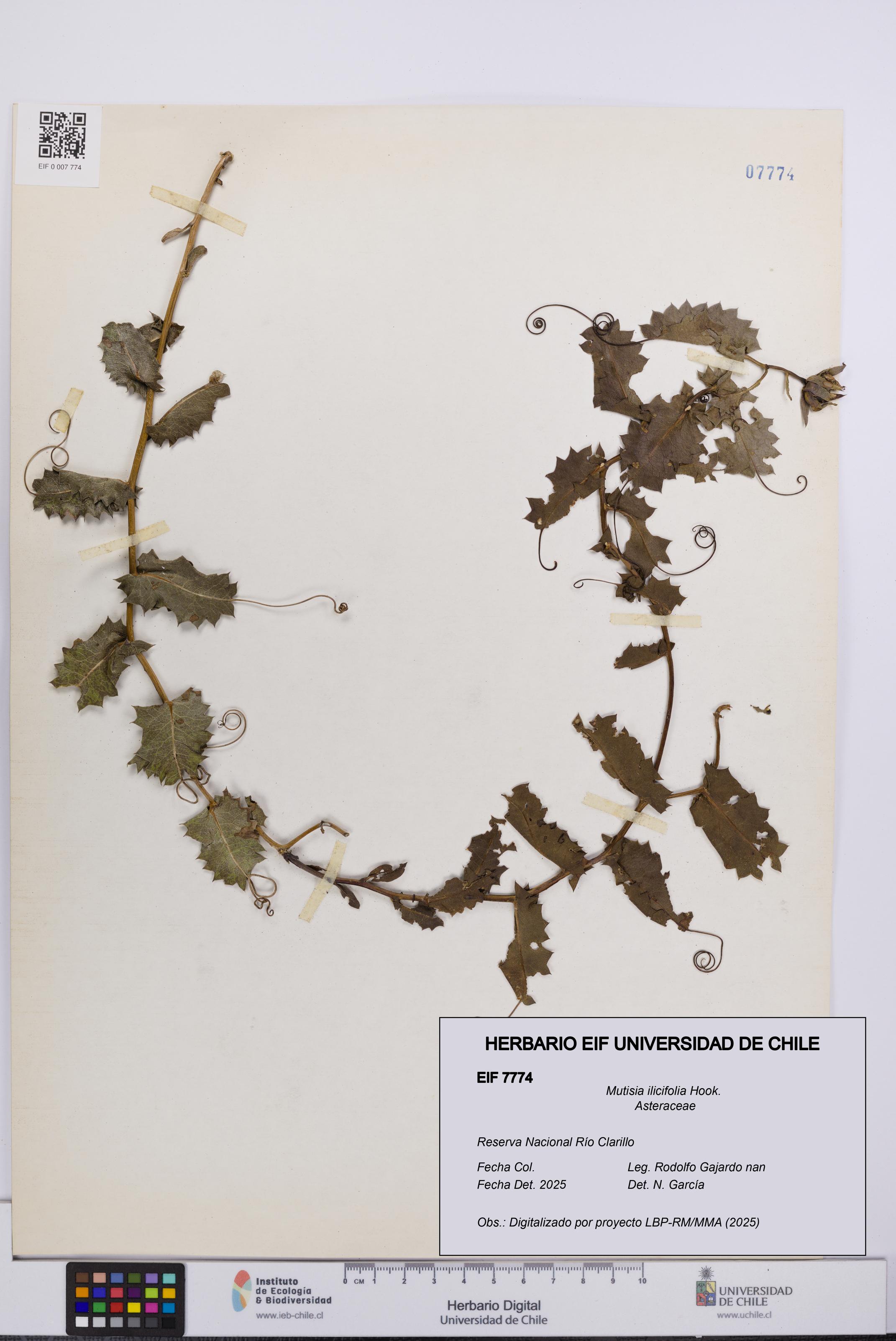 Mutisia ilicifolia [Espécimen: UCH:EIF:0007774]