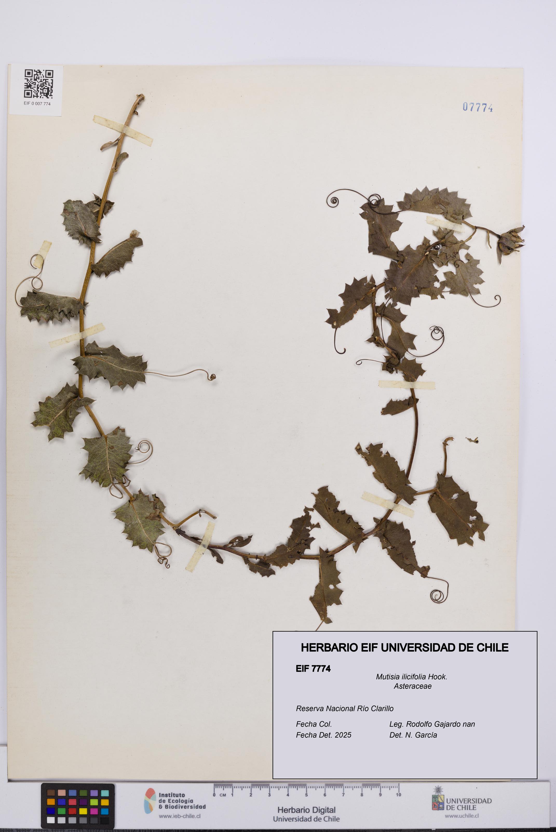 Mutisia ilicifolia [Espécimen: UCH:EIF:0007774]