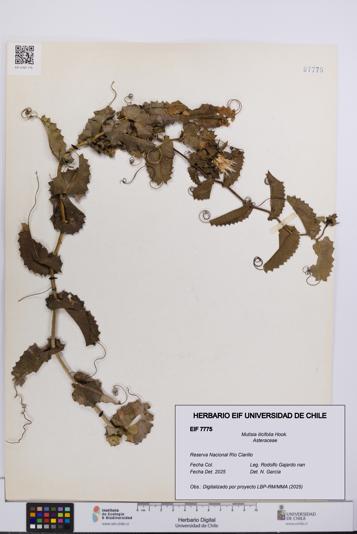 Mutisia ilicifolia [Espécimen: UCH:EIF:0007775]