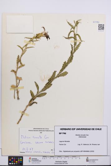 Mutisia sinuata [Espécimen: UCH:EIF:0007782]