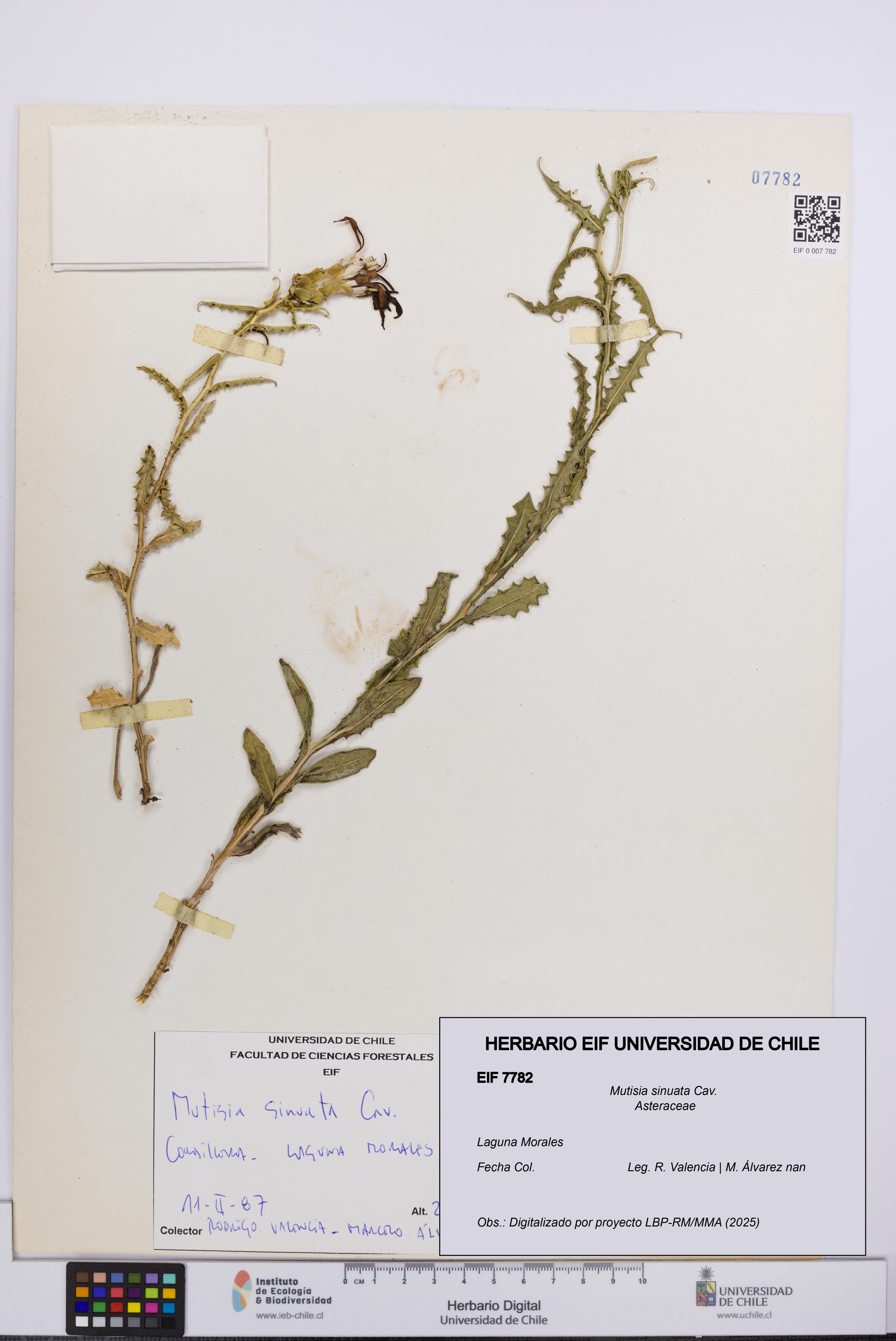 Mutisia sinuata [Espécimen: UCH:EIF:0007782]