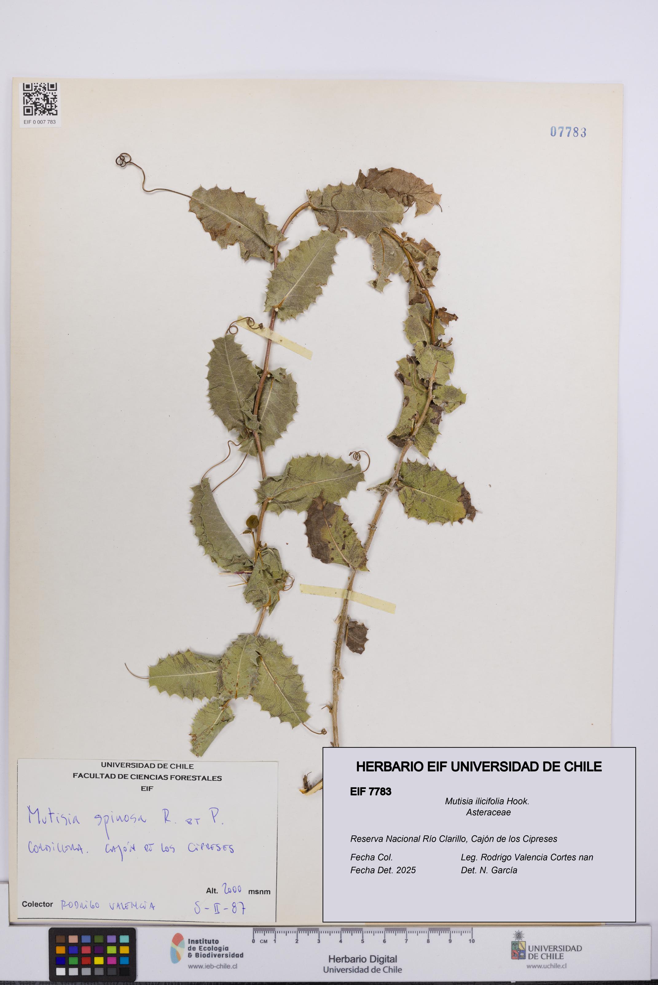 Mutisia ilicifolia [Espécimen: UCH:EIF:0007783]