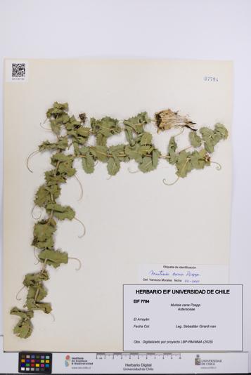 Mutisia cana [Espécimen: UCH:EIF:0007784]