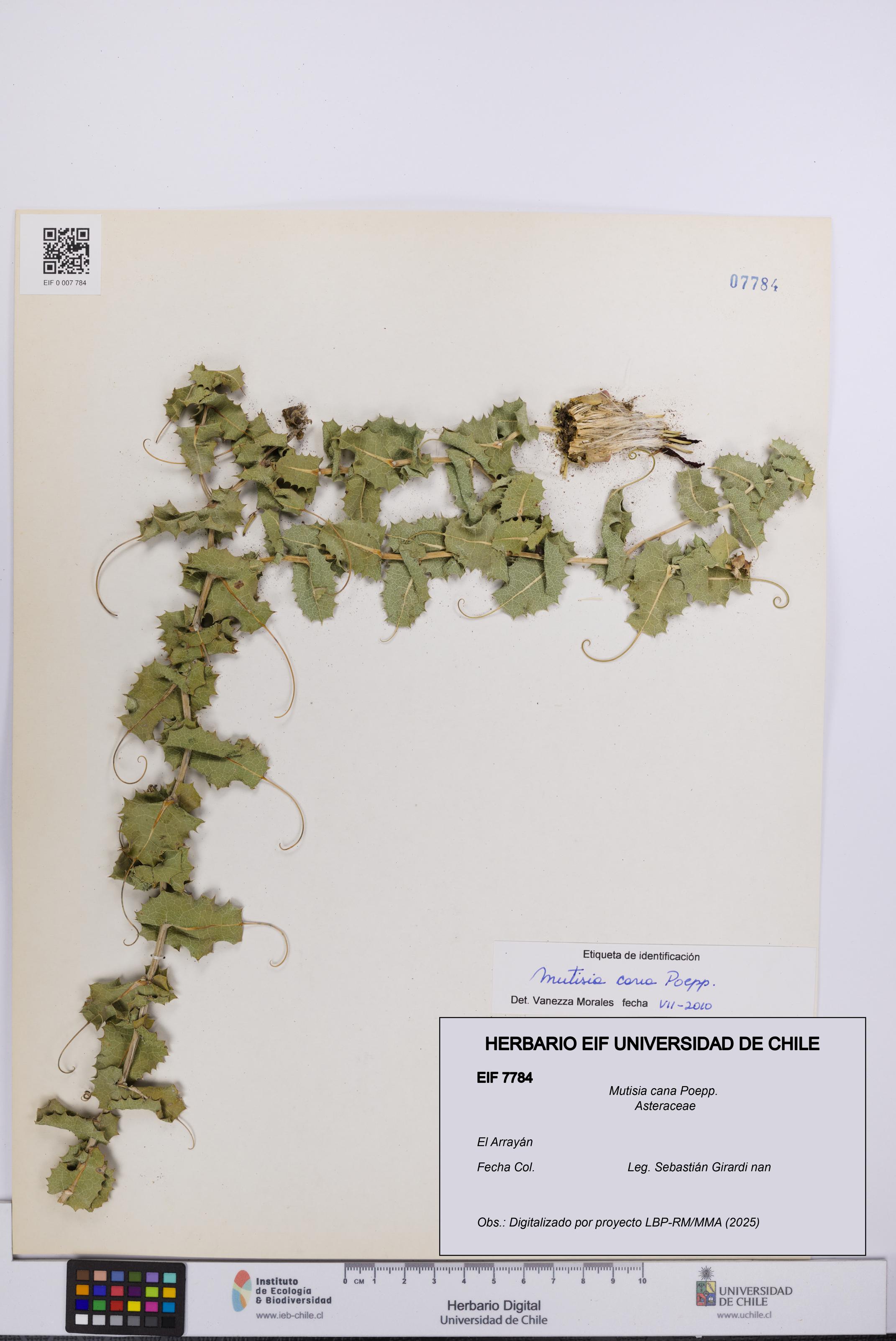 Mutisia cana [Espécimen: UCH:EIF:0007784]