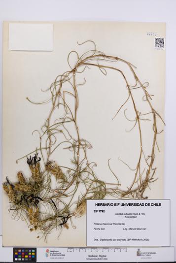 Mutisia subulata [Espécimen: UCH:EIF:0007792]