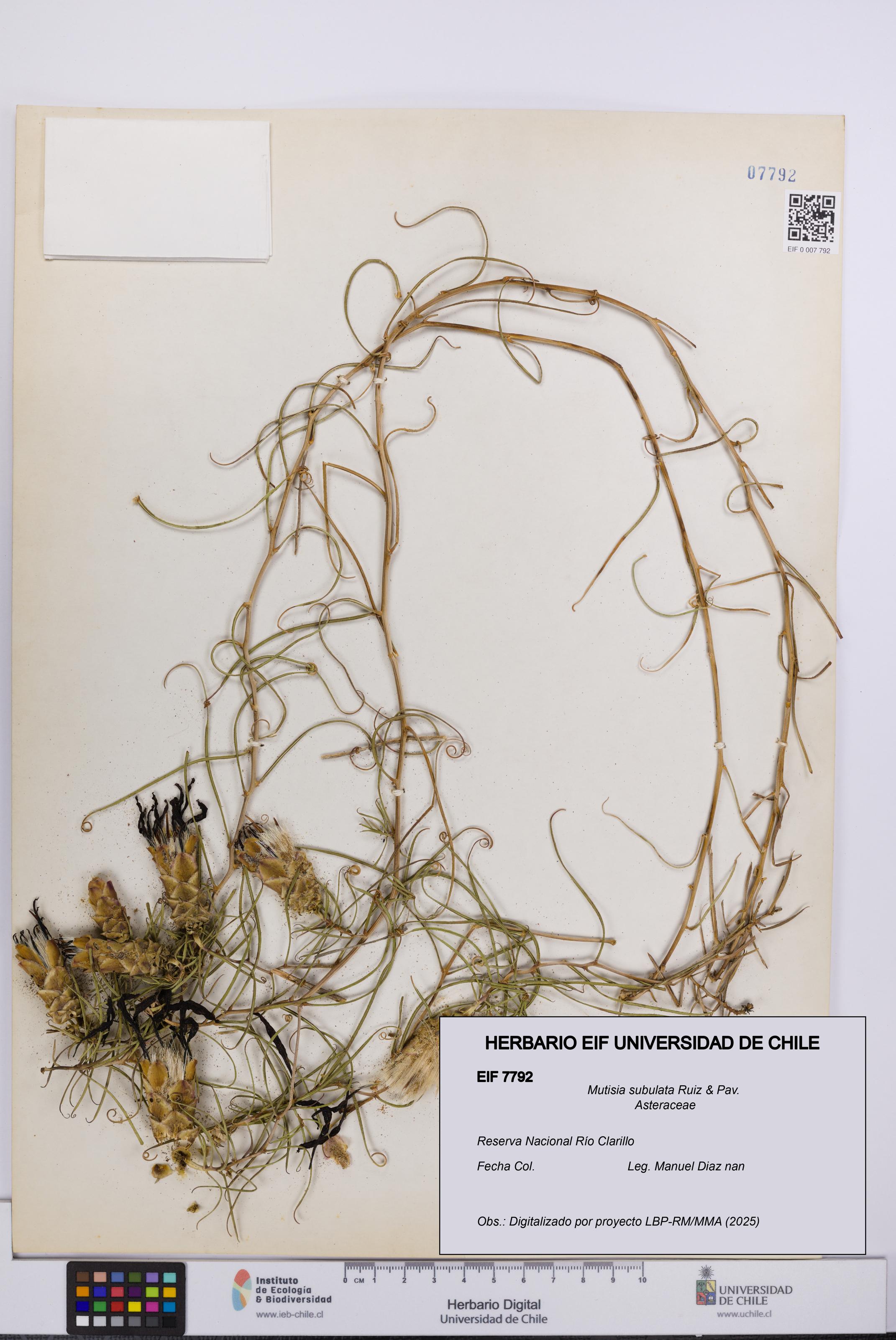Mutisia subulata [Espécimen: UCH:EIF:0007792]