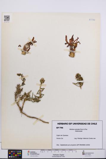 Mutisia subulata [Espécimen: UCH:EIF:0007793]