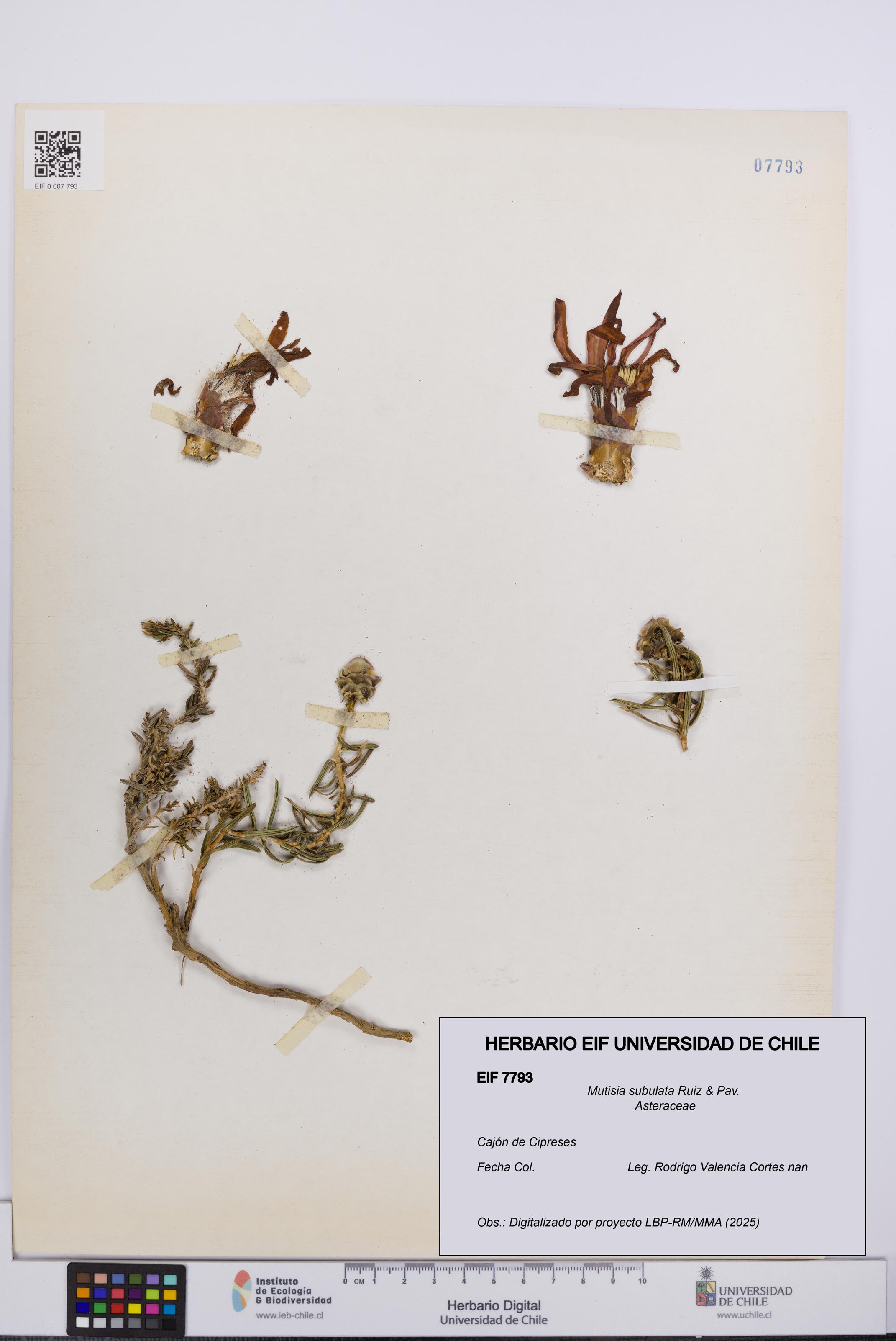 Mutisia subulata [Espécimen: UCH:EIF:0007793]