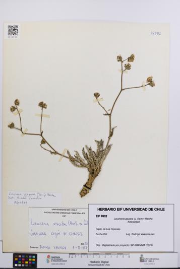 Leucheria gayana [Espécimen: UCH:EIF:0007802]