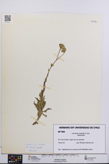 Leucheria congesta [Espécimen: UCH:EIF:0007803]