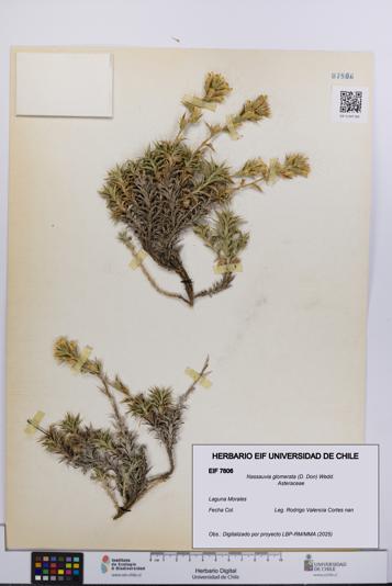 Nassauvia glomerata [Espécimen: UCH:EIF:0007806]