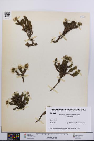 Nassauvia glomerata [Espécimen: UCH:EIF:0007807]