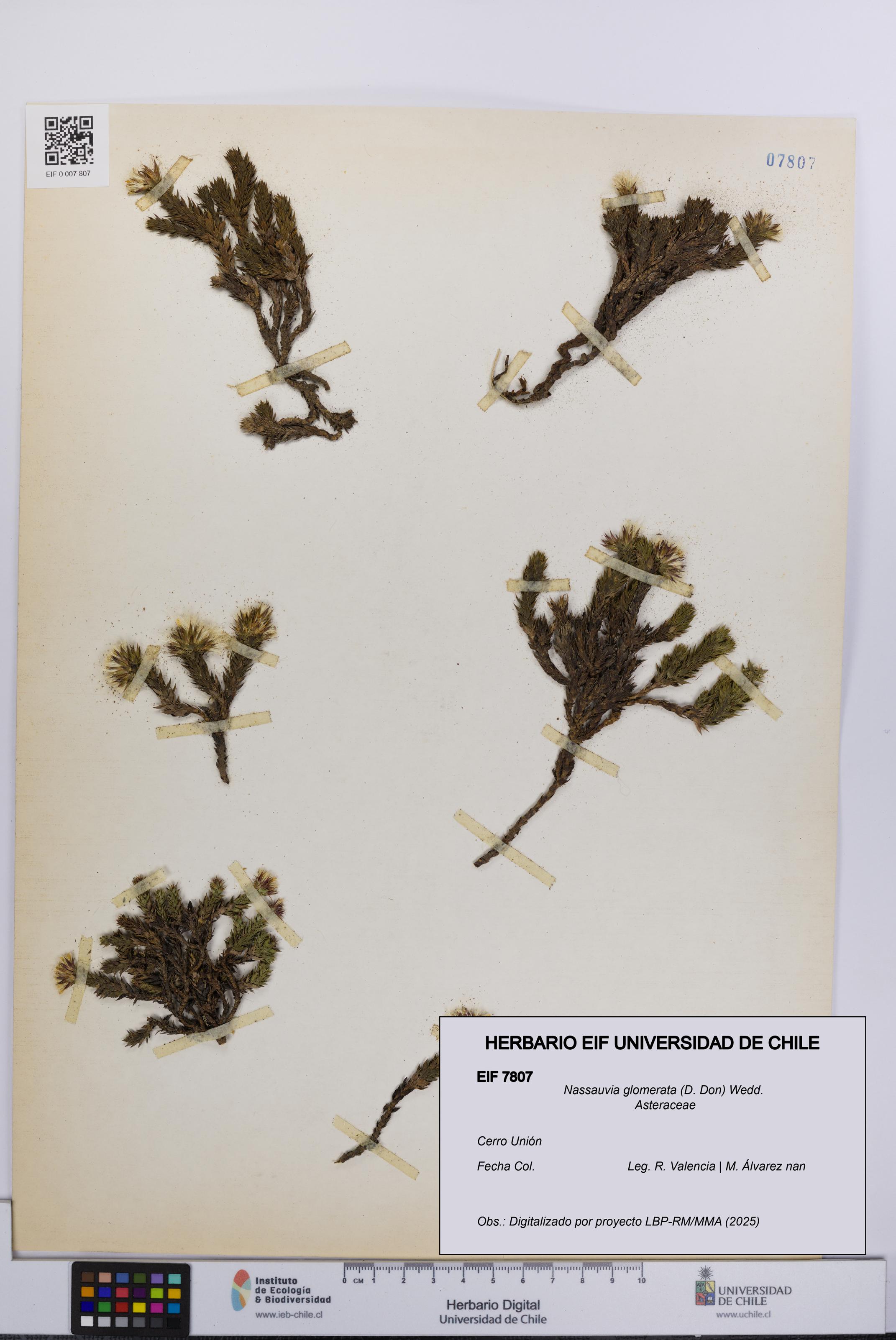 Nassauvia glomerata [Espécimen: UCH:EIF:0007807]