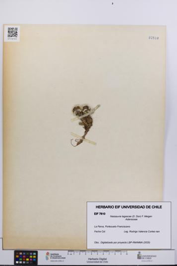 Nassauvia lagascae [Espécimen: UCH:EIF:0007810]