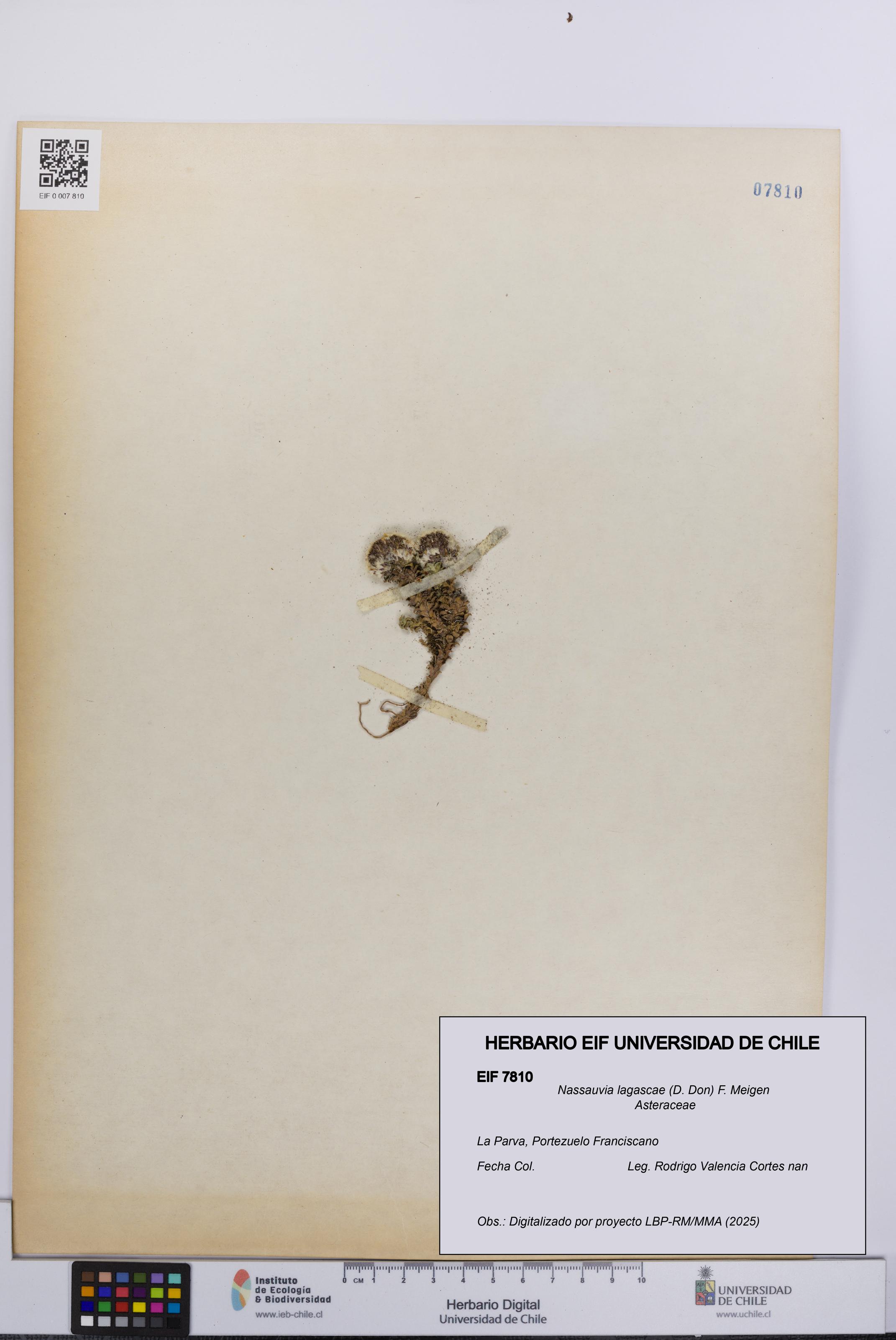 Nassauvia lagascae [Espécimen: UCH:EIF:0007810]