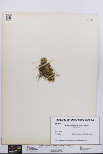 Nassauvia lagascae [Espécimen: UCH:EIF:0007811]