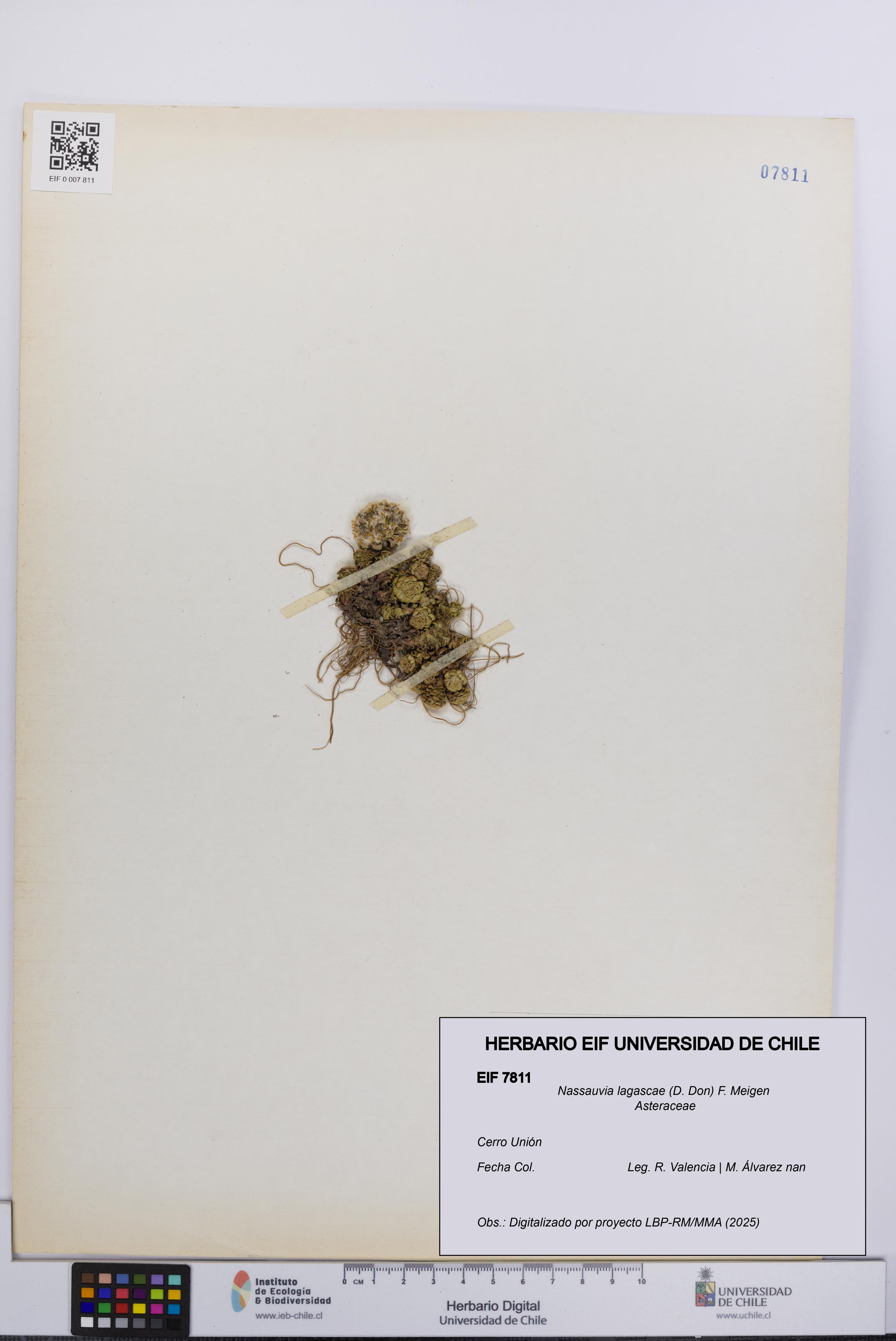 Nassauvia lagascae [Espécimen: UCH:EIF:0007811]