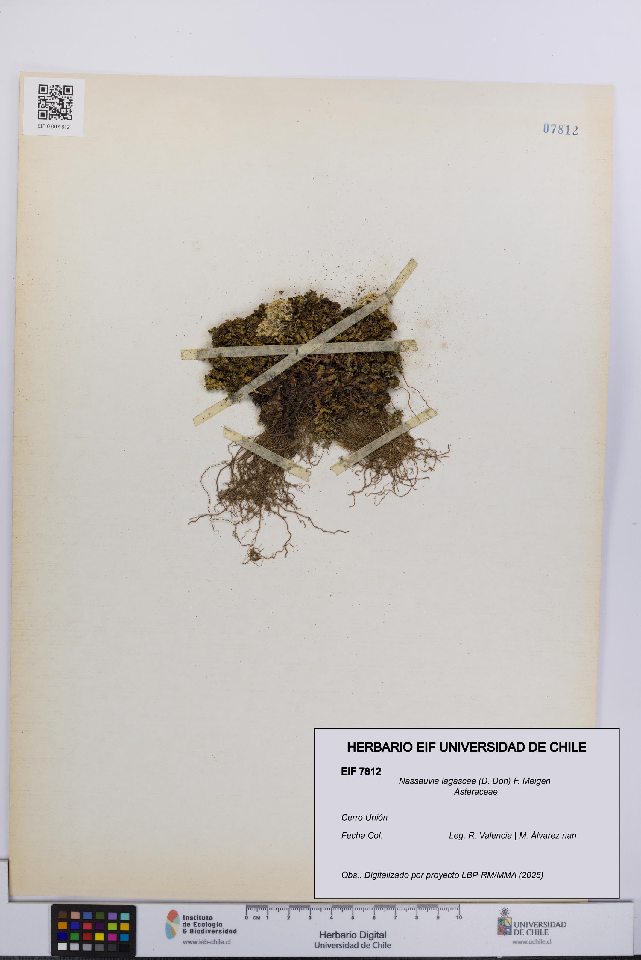 Nassauvia lagascae [Espécimen: UCH:EIF:0007812]