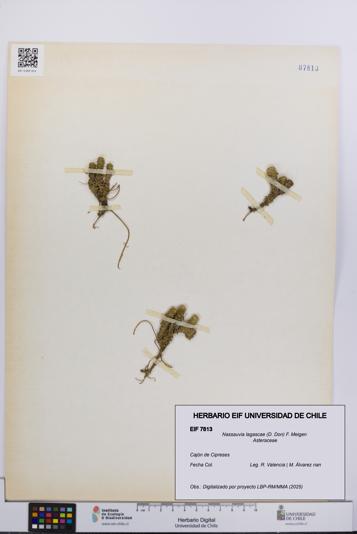 Nassauvia lagascae [Espécimen: UCH:EIF:0007813]