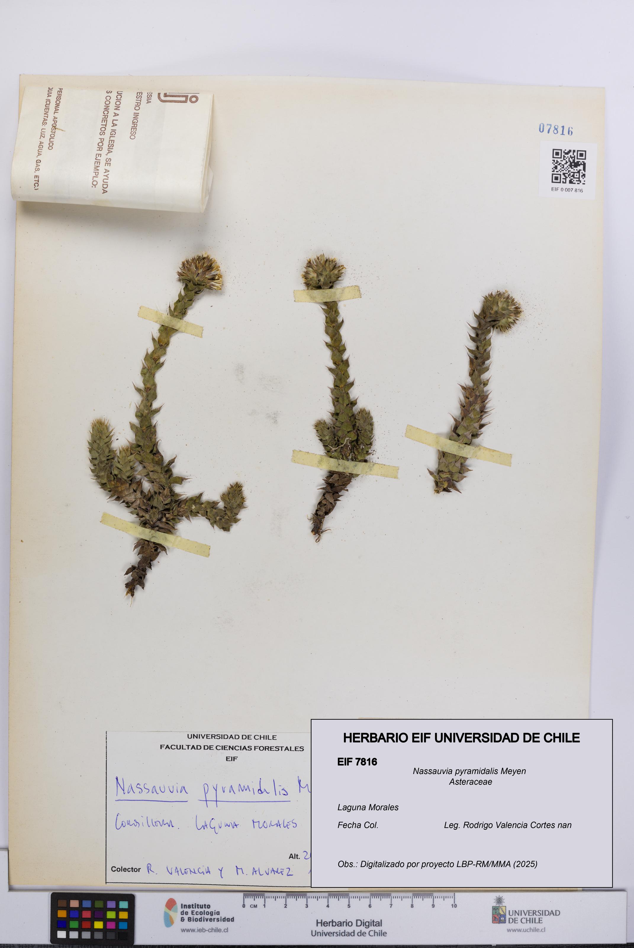 Nassauvia pyramidalis [Espécimen: UCH:EIF:0007816]