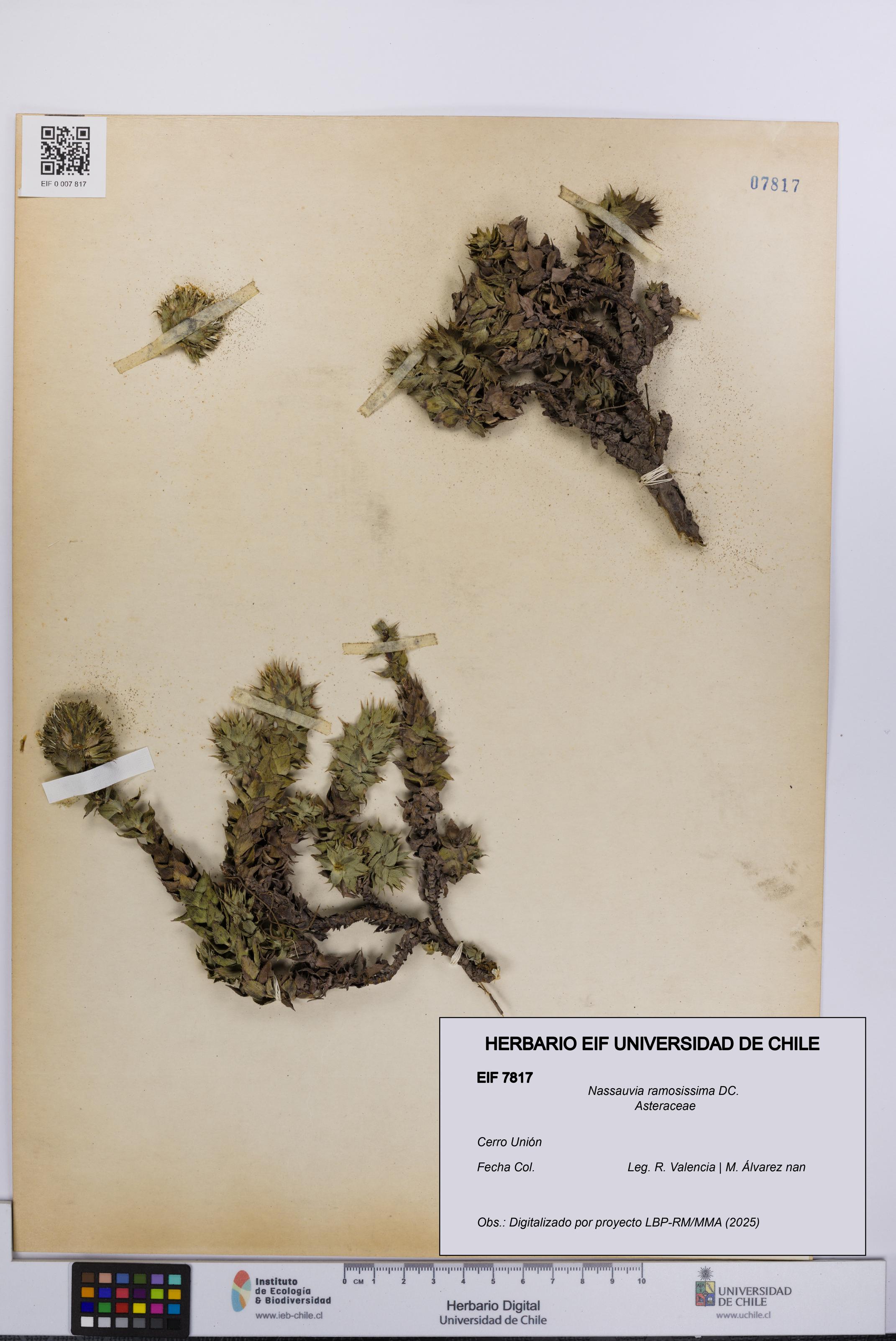 Nassauvia ramosissima [Espécimen: UCH:EIF:0007817]