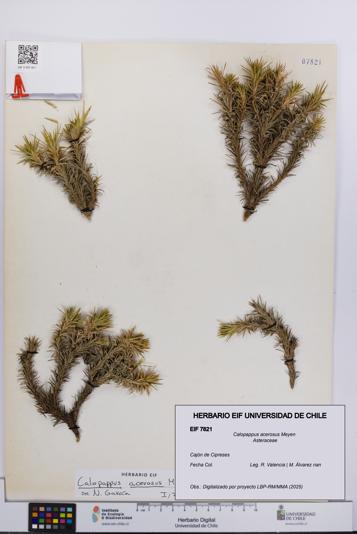 Calopappus acerosus [Espécimen: ]