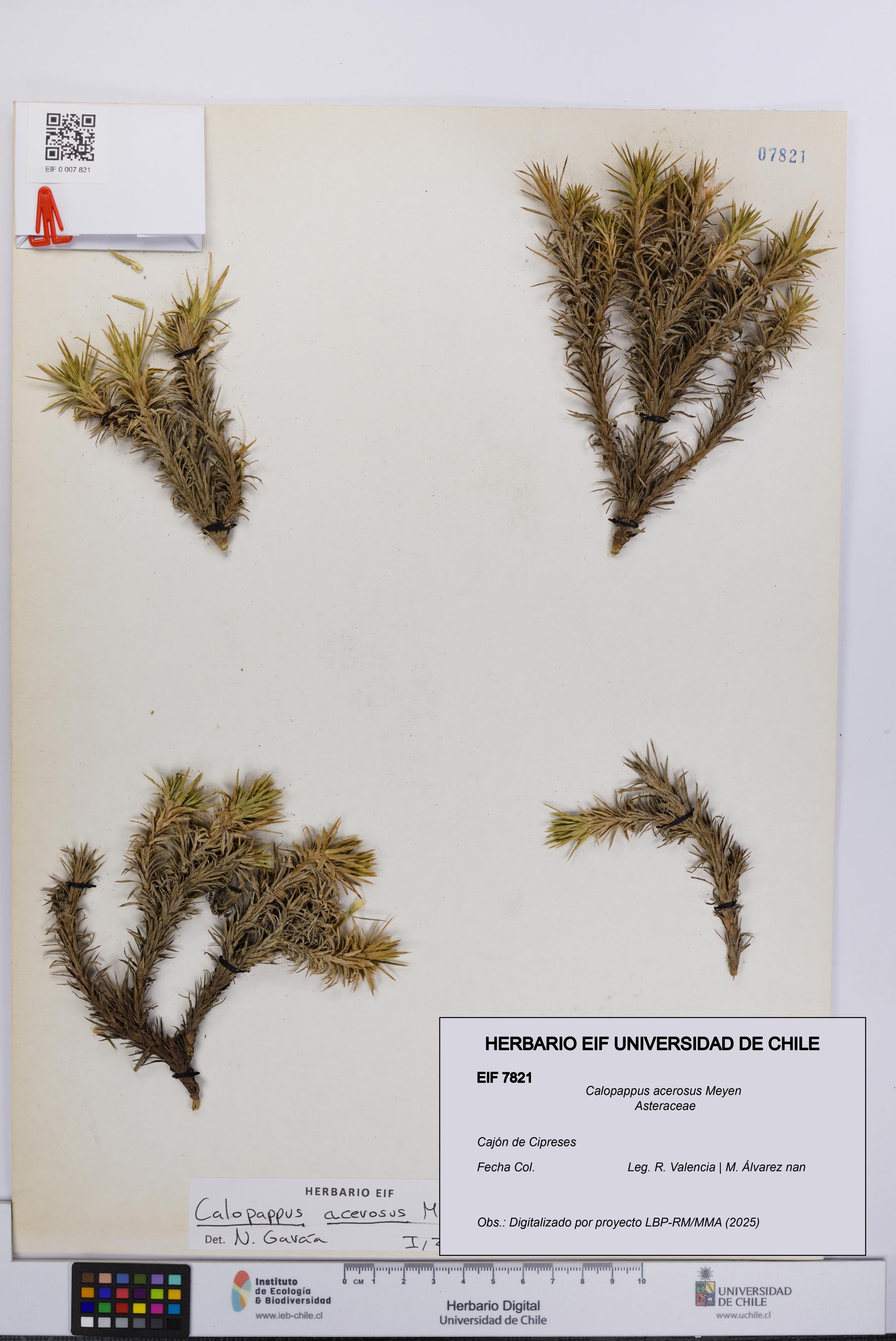 Calopappus acerosus [Espécimen: ]