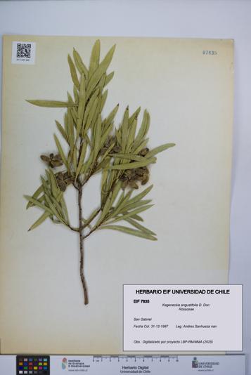 Kageneckia angustifolia [Espécimen: UCH:EIF:0007835]