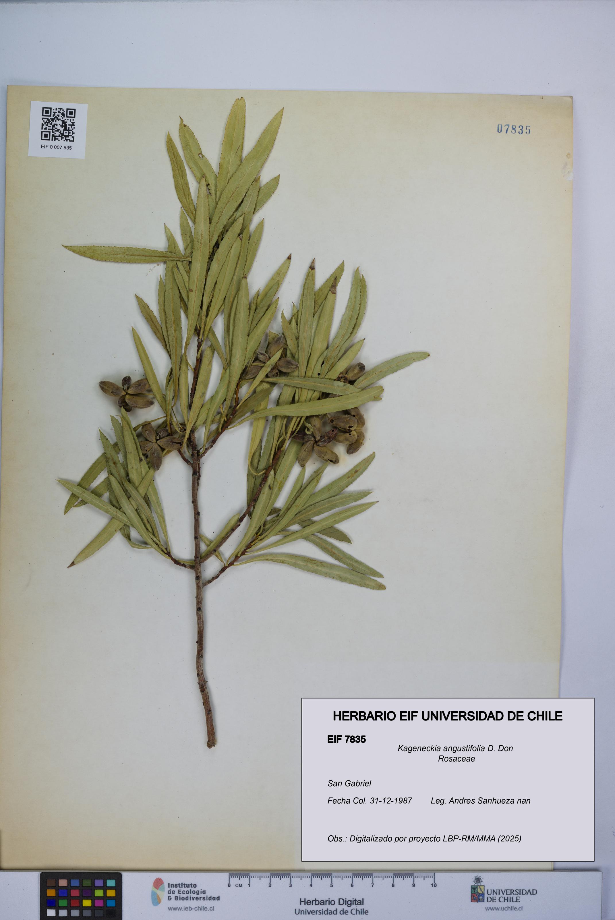 Kageneckia angustifolia [Espécimen: UCH:EIF:0007835]