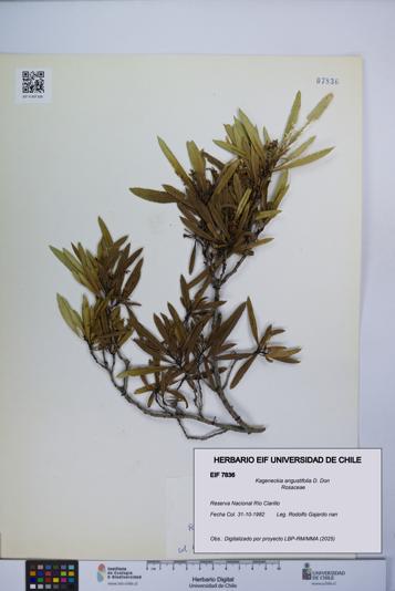Kageneckia angustifolia [Espécimen: UCH:EIF:0007836]
