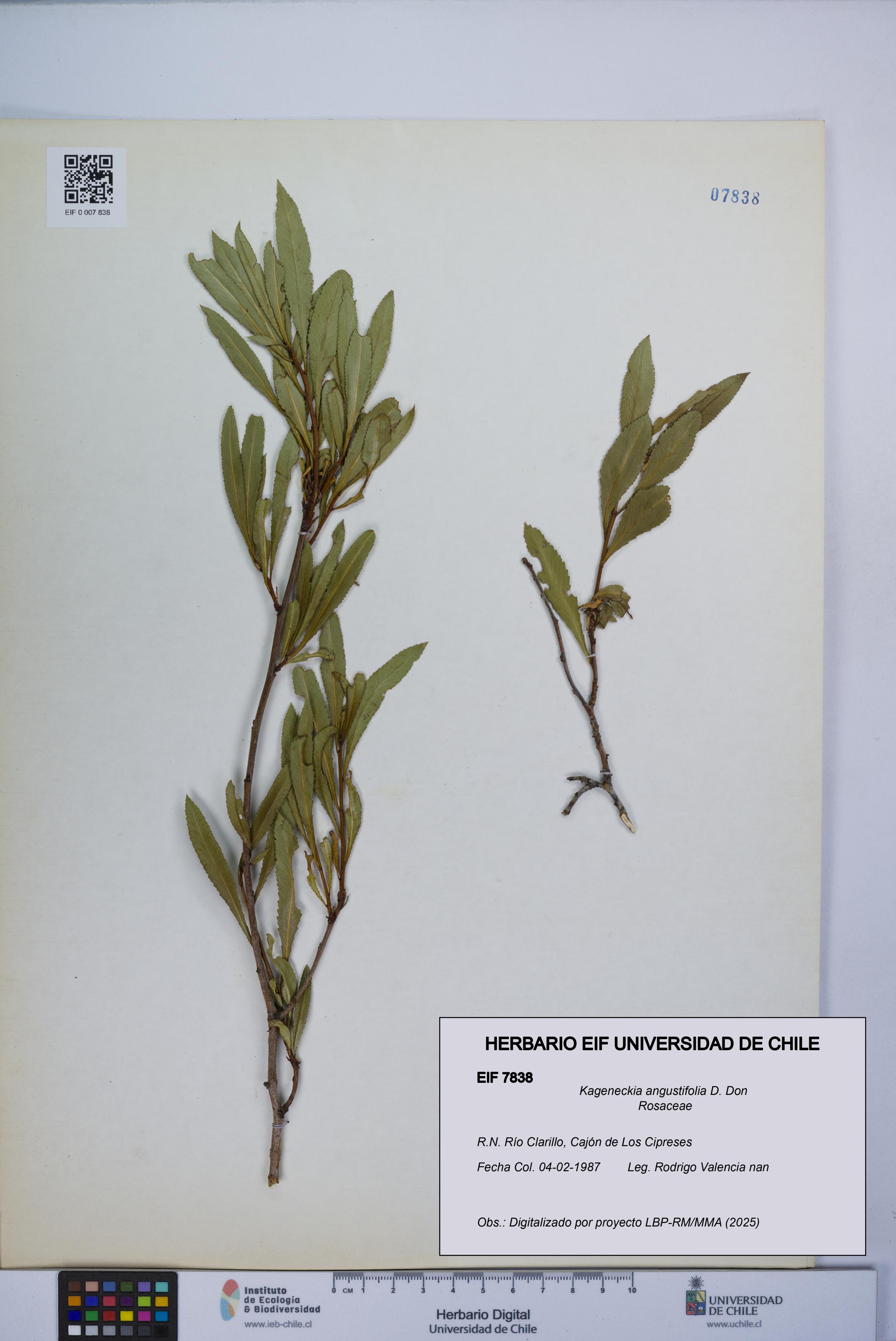 Kageneckia angustifolia [Espécimen: UCH:EIF:0007838]