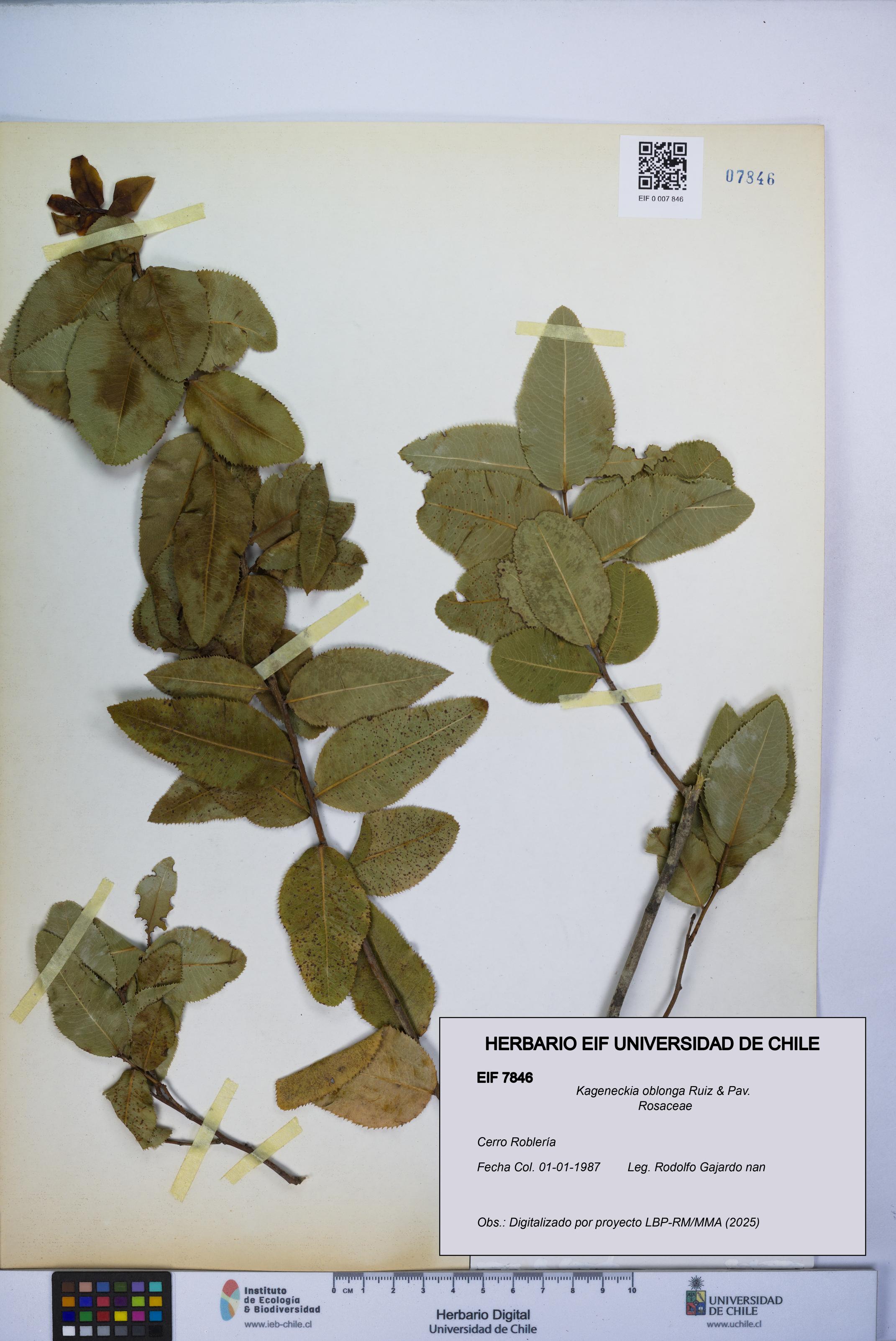 Kageneckia oblonga [Espécimen: UCH:EIF:0007846]