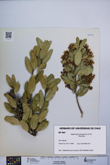 Kageneckia oblonga [Espécimen: UCH:EIF:0007847]