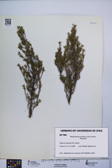 Margyricarpus pinnatus [Espécimen: UCH:EIF:0007854]