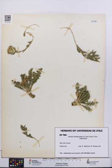 Perezia carthamoides [Espécimen: UCH:EIF:0007864]