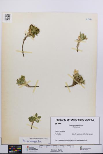 Perezia poeppigii [Espécimen: UCH:EIF:0007865]