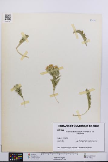 Perezia carthamoides [Espécimen: UCH:EIF:0007866]