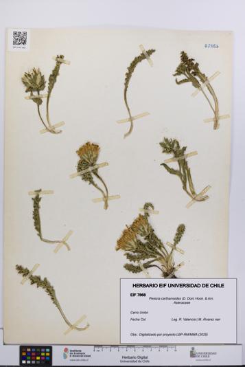 Perezia carthamoides [Espécimen: UCH:EIF:0007868]