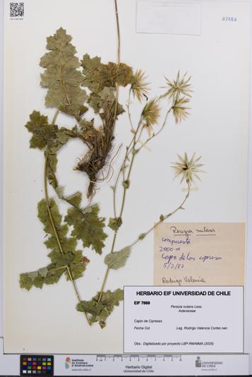 Perezia nutans [Espécimen: UCH:EIF:0007869]