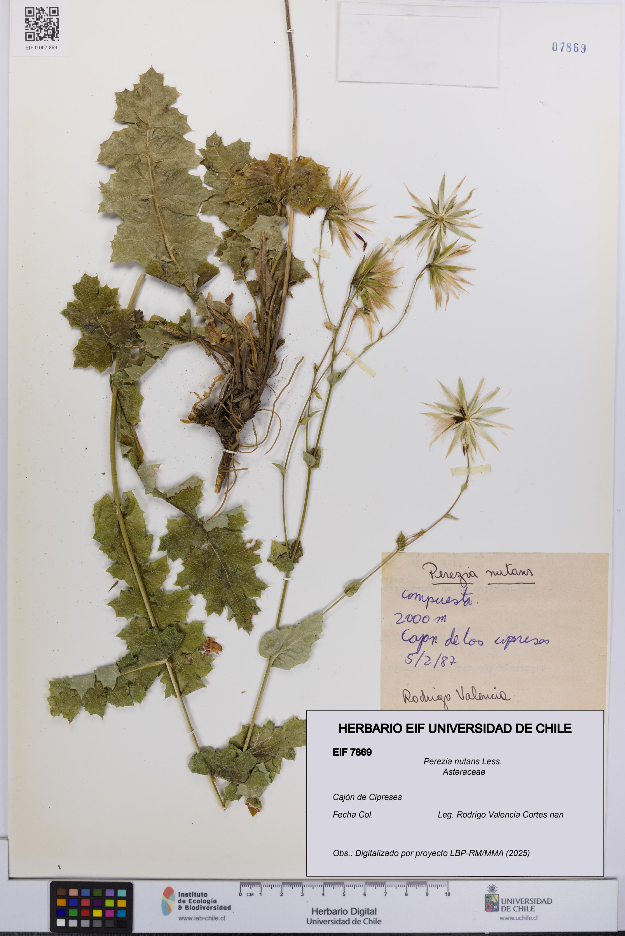 Perezia nutans [Espécimen: UCH:EIF:0007869]