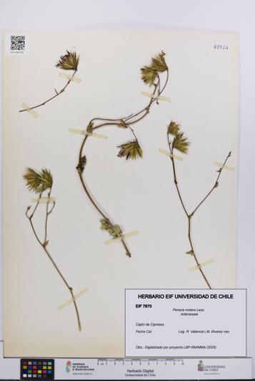 Perezia nutans [Espécimen: UCH:EIF:0007870]