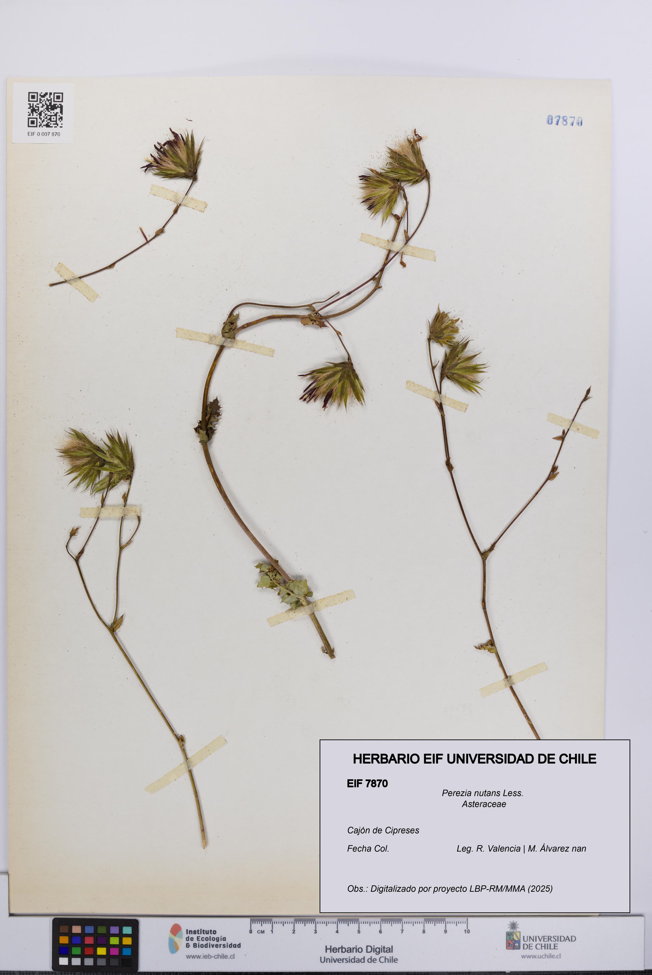 Perezia nutans [Espécimen: UCH:EIF:0007870]