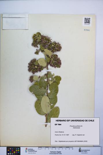 Proustia pyrifolia [Espécimen: UCH:EIF:0007884]