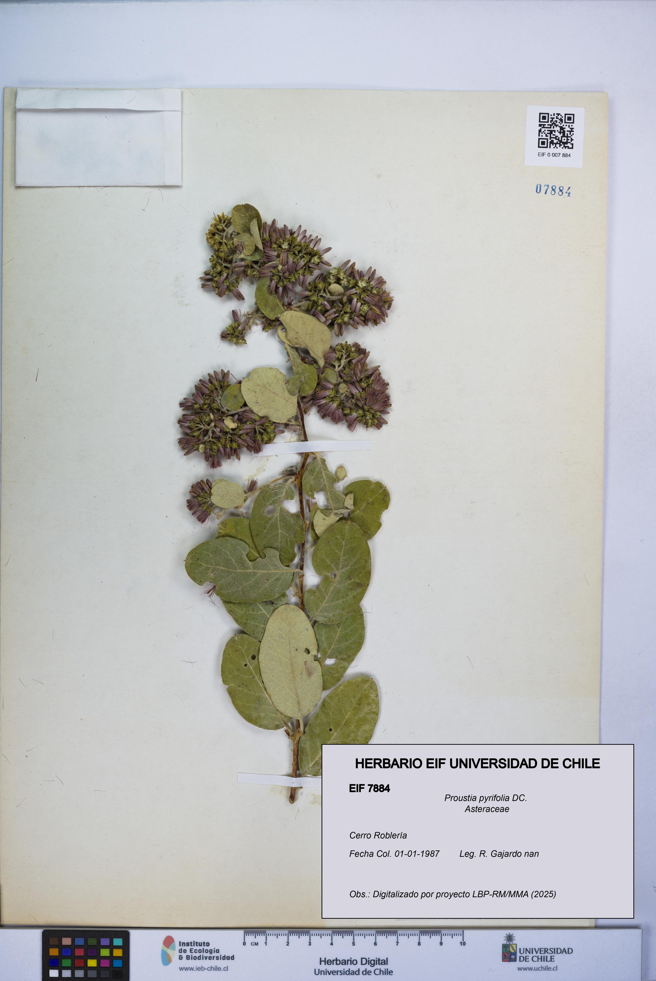 Proustia pyrifolia [Espécimen: UCH:EIF:0007884]