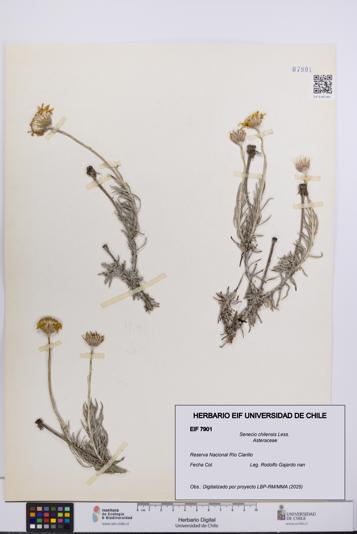 Senecio chilensis [Espécimen: UCH:EIF:0007901]