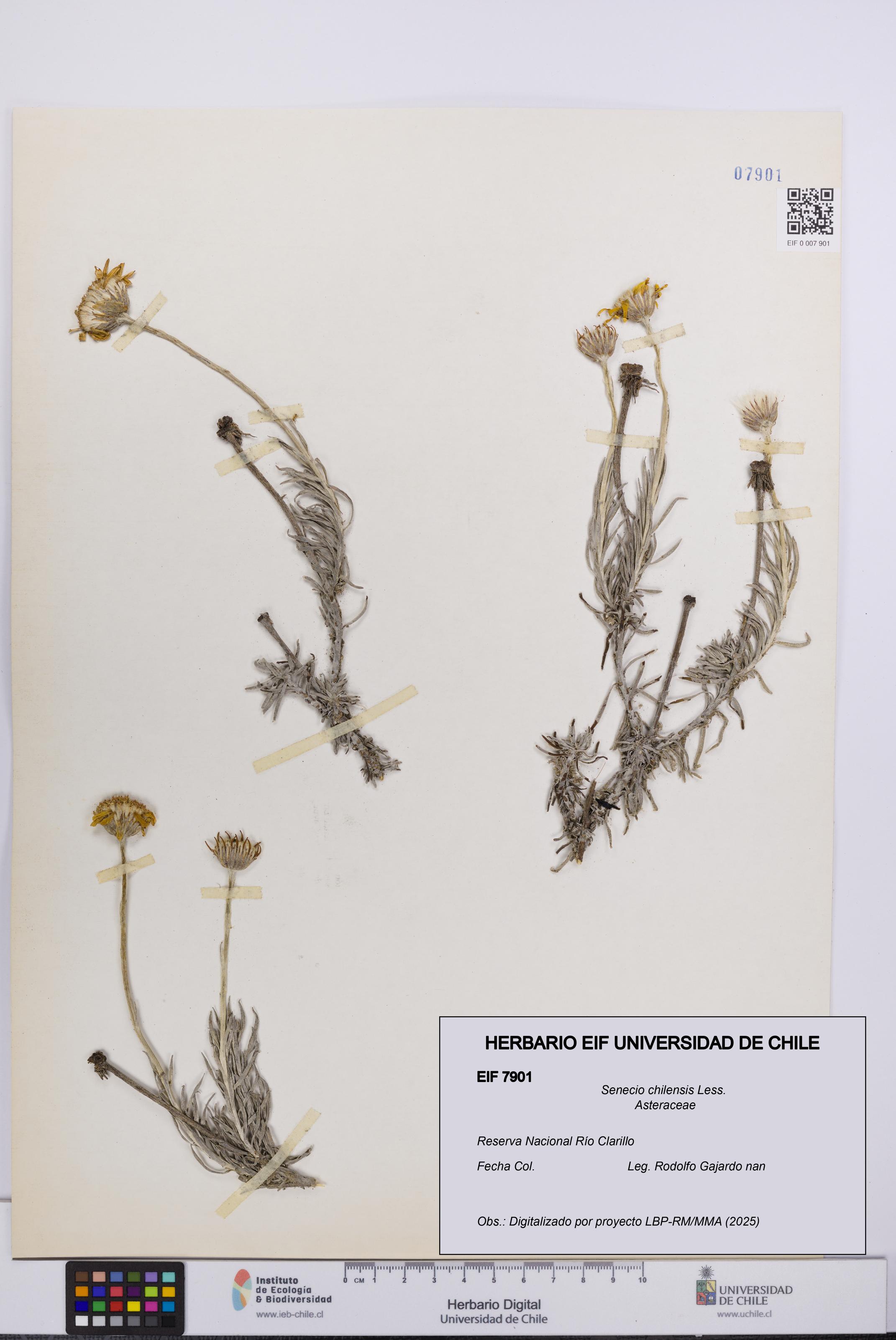 Senecio chilensis [Espécimen: UCH:EIF:0007901]