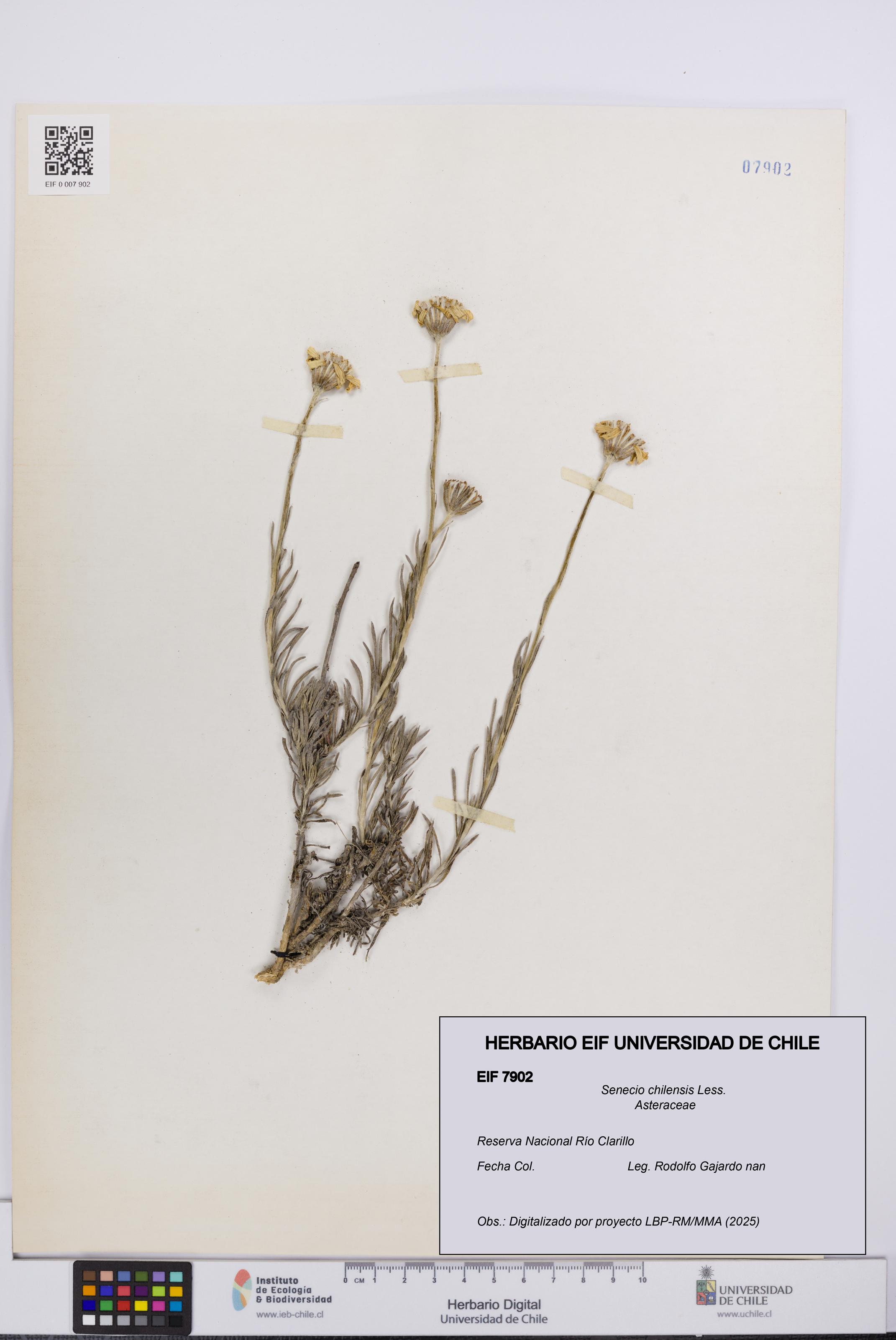 Senecio chilensis [Espécimen: UCH:EIF:0007902]